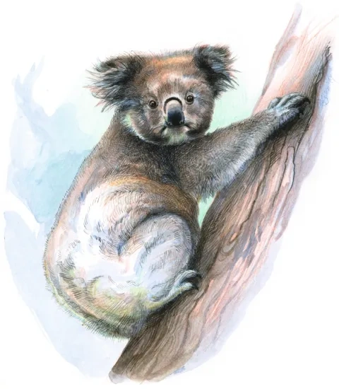 Koala medvedíkovitá
