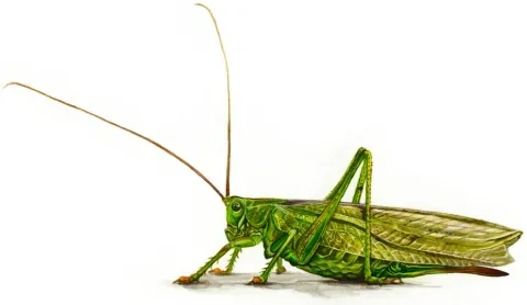 Kobylkovité: kobylka zelená
