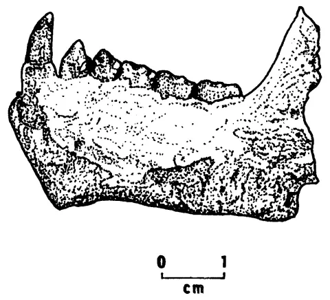 Sánka fosílneho druhu Aegyptopithecus zeuxis 