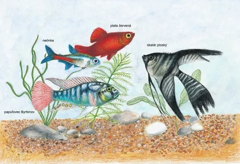 Akváriové ryby
