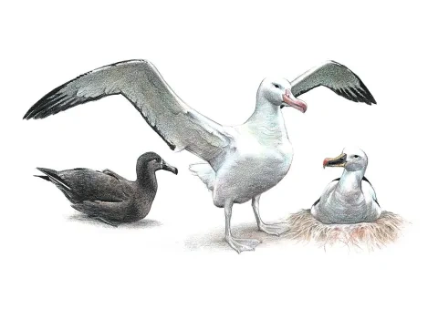 albatros sťahovavý
