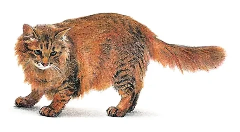 Angorská mačka

