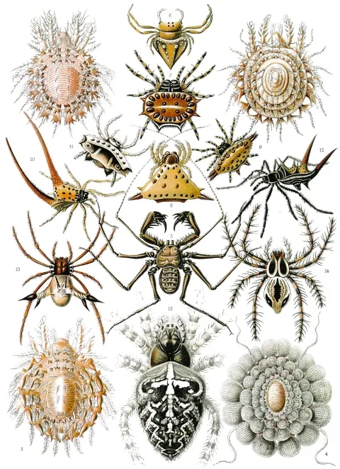 Haecklove ilustrácie pavúkov a pečeňoviek z diela Umelecké formy prírody, 1899 – 1904
