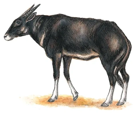 Anoa nížinný
