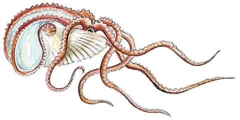 Argonaut&nbsp;pelagický
