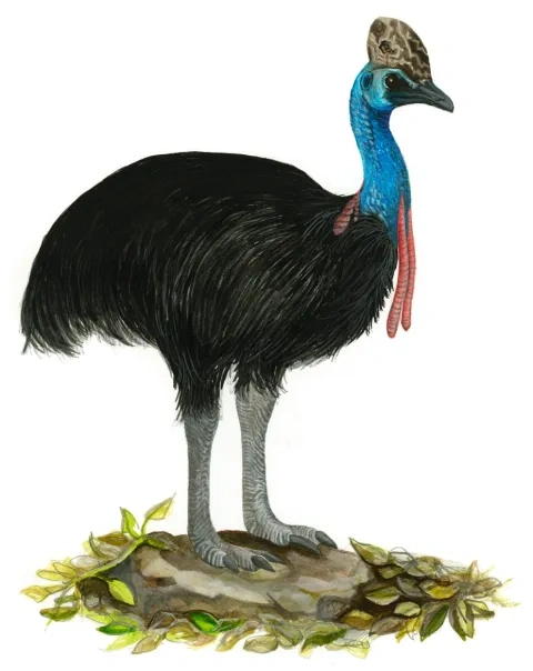 Kazuár veľkoprilbý
