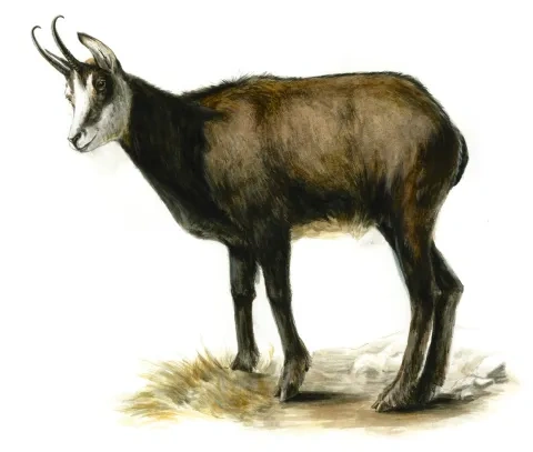 Kamzík vrchovský tatranský
