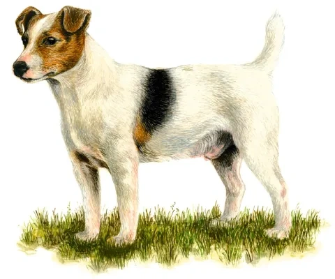 Jack russell teriér 