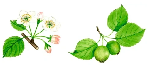 K﻿onárik s listami a kvetmi, konárik s listami a plodmi
