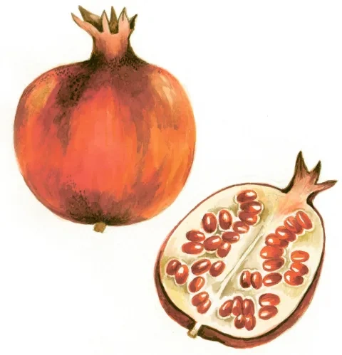 Granátové jabĺčko a rez granátovým jabĺčkom
