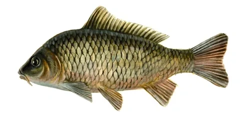 Kapor rybničný
