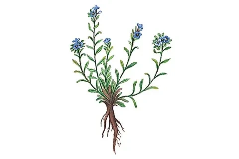 Alkana farbiarska