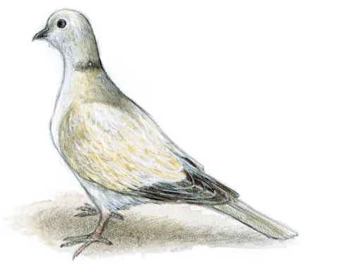 Hrdlička záhradná
