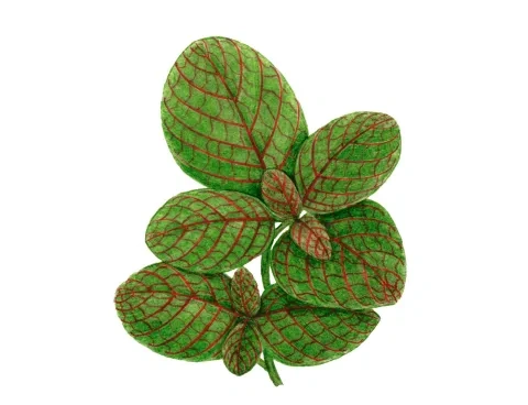 Fitónia Verschaffeltova