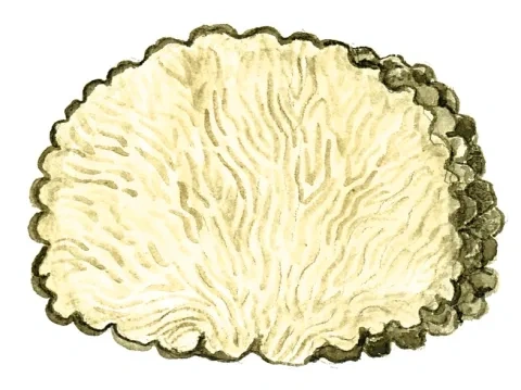 Hľuzovka letná, prierez plodnice