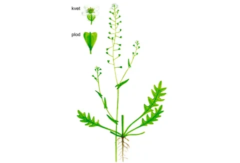 Kapsička pastierska