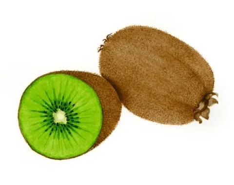 Kivi: plod a rez plodom
