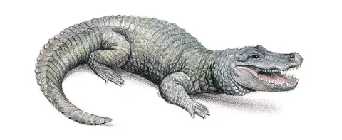 Aligátor severoamerický
