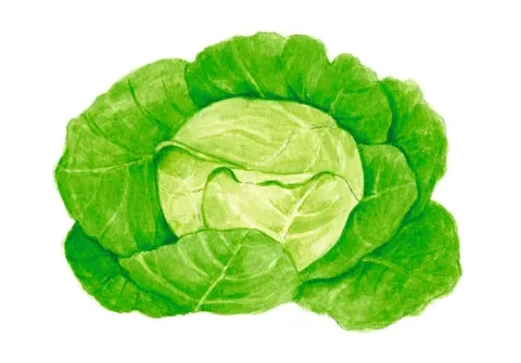 Kapusta obyčajná hlávková
