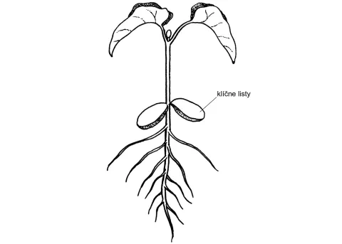 Dvojklíčnolistové rastliny