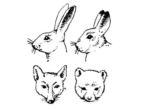 Vľavo zajac poľný a líška obyčajná, vpravo zajac snežný a líška polárna