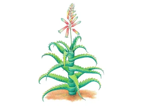 Aloa stromčekovitá