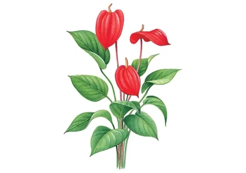 Antúrium Andreanovo