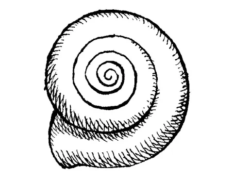 Ulita bacuľky obyčajnej