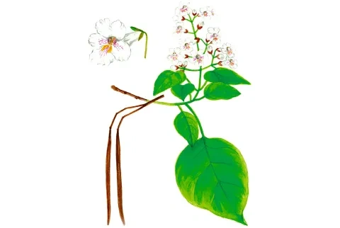 Katalpa nádherná, kvet, list a plod