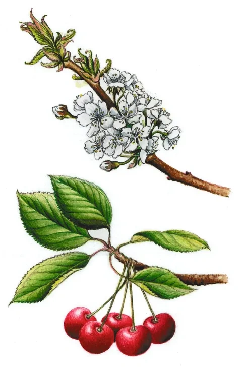 Čerešňa vtáčia chrupková, konárik s kvetmi a konárik s listami a plodmi
