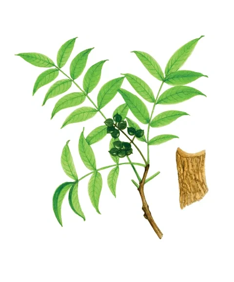 K﻿orkovník amurský, konárik s listami a plodmi a korkovitá borka