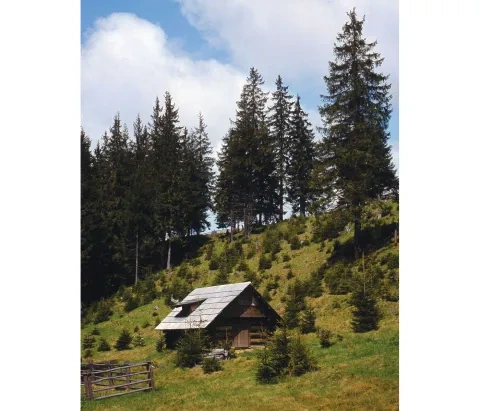 Koliba