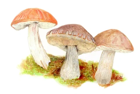 K﻿ozá﻿k osikový, kozá﻿k hrabový a kozá﻿k brezový