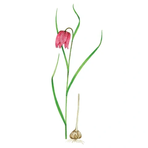 Korunkovka strakatá,  byľ s kopijovitými listami a s kvetom a cibuľa