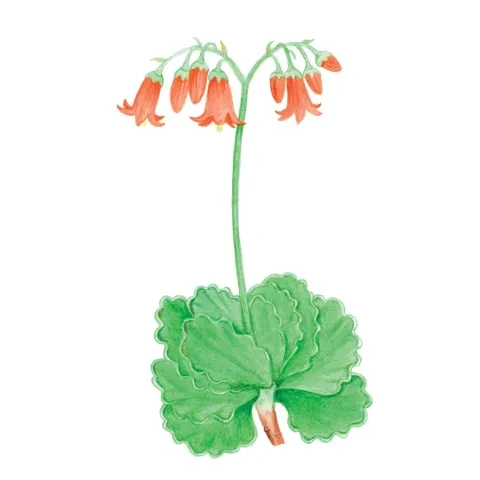 Kotyledon guľatý, varieta oblonga