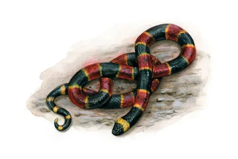 Koralovec žltkastý