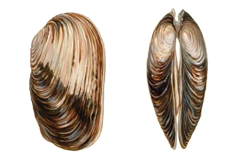 Korýtko riečne, lastúry