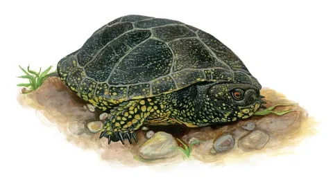 Ko﻿rytnačka močiarna