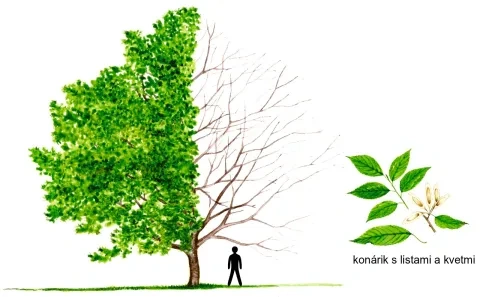 Eukómia brestovitá