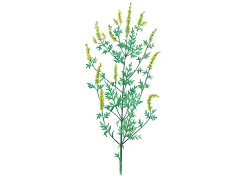 Ambrózia palinolistá