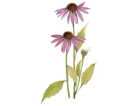 Echinacea purpurová