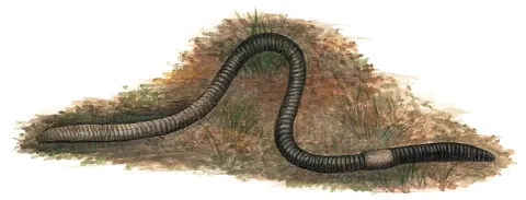 Dážďovka obyčajná