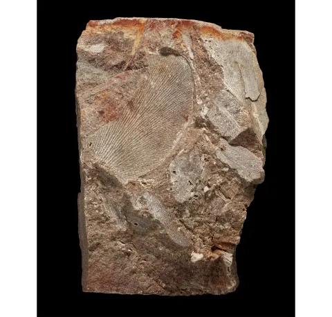 Fosília Gangamopteris