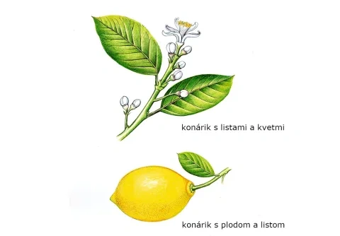 Citrónovník pravý