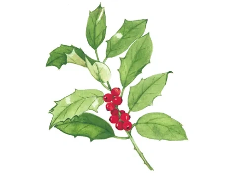 Cezmína ostrolistá, konárik s listami a plodmi