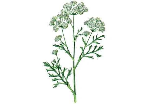 Bedrovník anízový