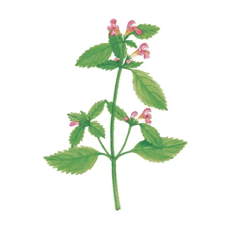 Konopnica páperistá