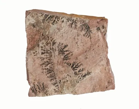 Vetvičky dendritov na vápenci, Slovenské múzeum ochrany prírody a jaskyniarstva v Liptovskom Mikuláši