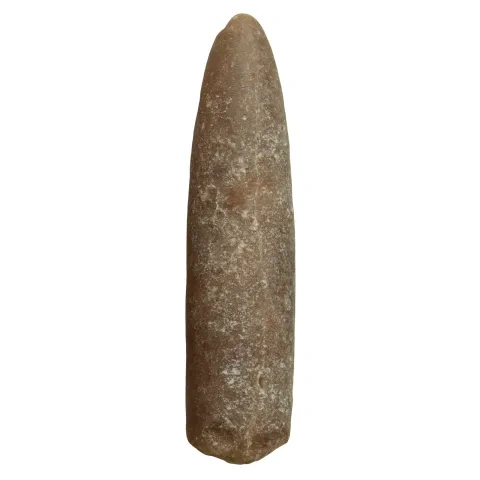 Druh Belemnitella mucronata