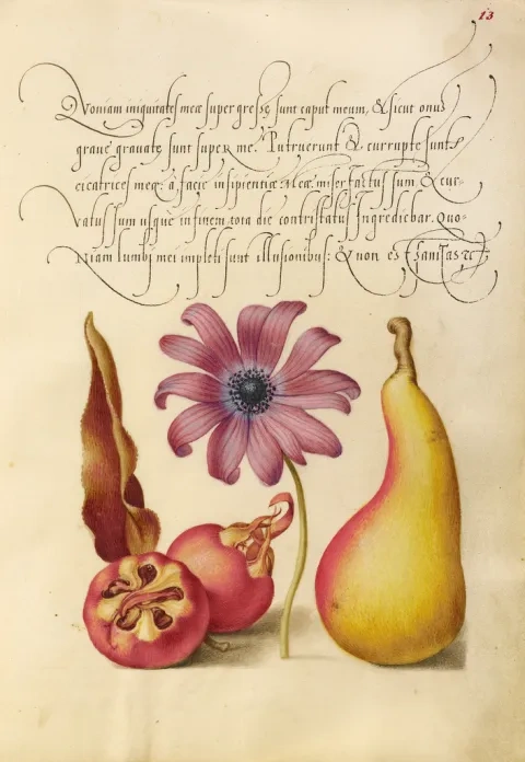 Vzorník písma Mira calligraphiae monumenta, 1561 – 62 (kaligrafia Juraj Bočkaj), iluminácie J. Hoefnagel